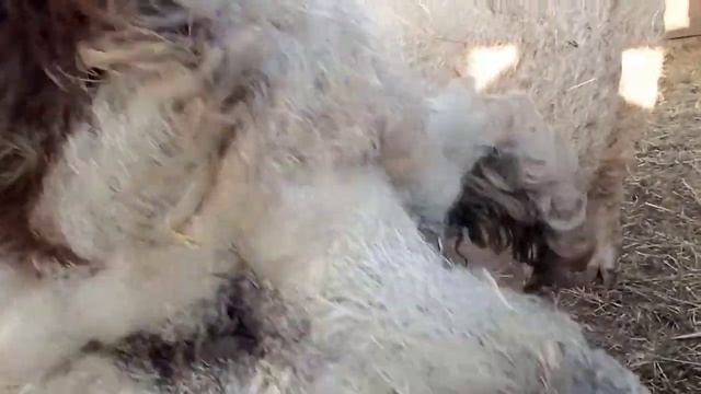 Свині Мангалиця Венгерськой породи. 4 ознаки чистоти породи смотреть онлайн