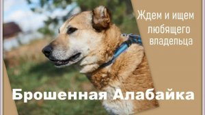 Брошенная Алабайка! Нужен дом или репост!