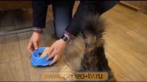 Галилео. Кошачьи выражения