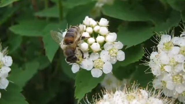 Удивительный мир пчёл. Слайд - шоу. смотреть онлайн