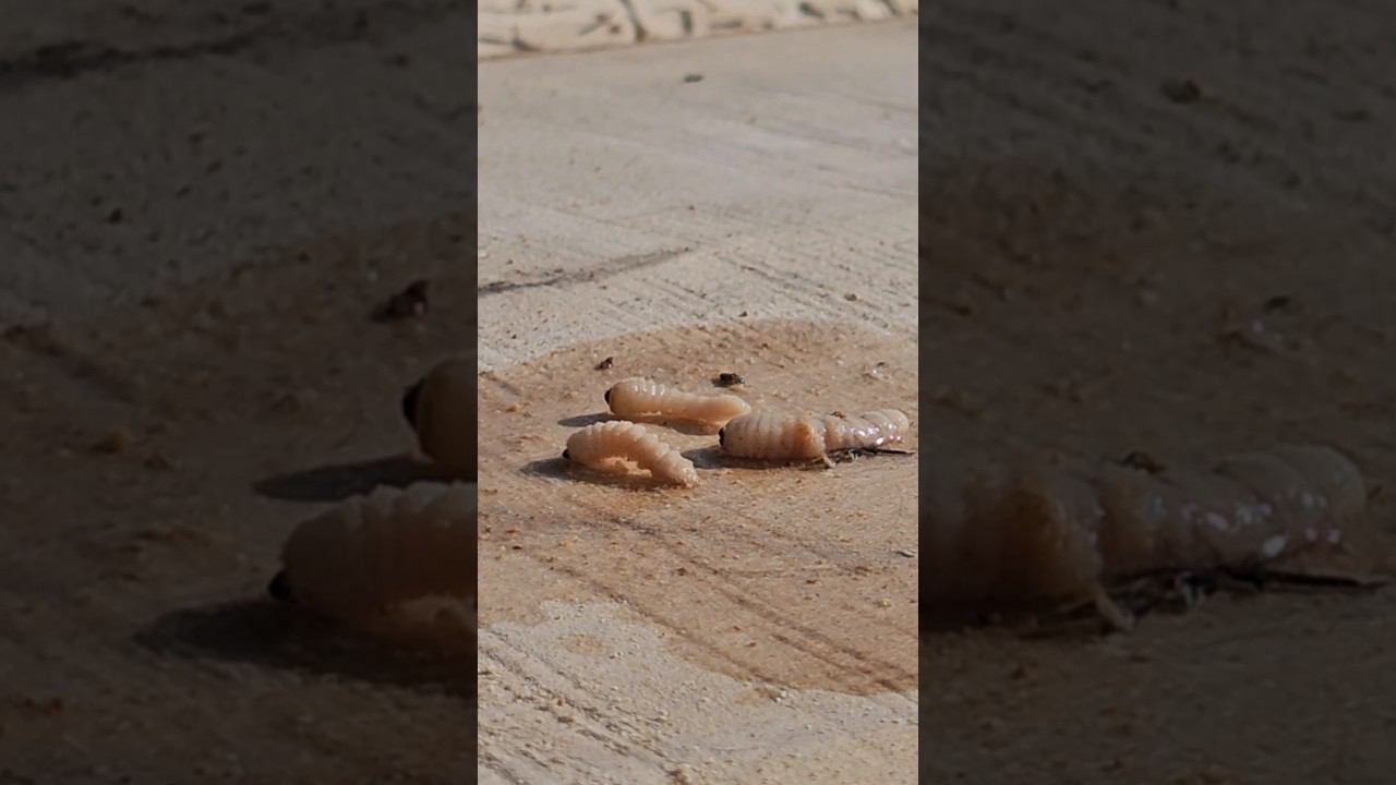 Действие Неомида на личинок короеда-усача. смотреть онлайн