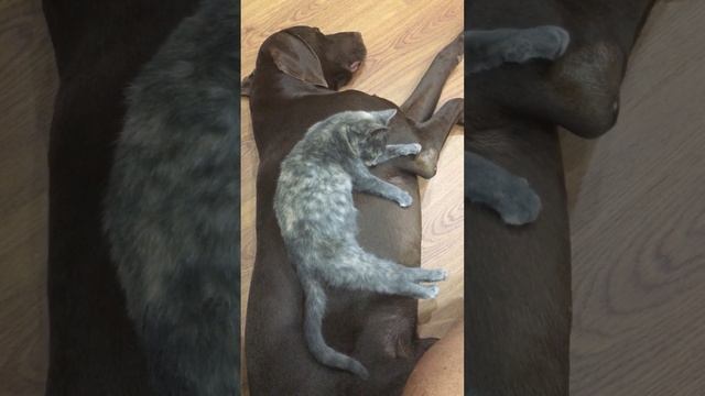 Скользкий тип! смотреть онлайн