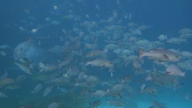 Snorkeling Near Yenbuba Village Raja Ampat 2023