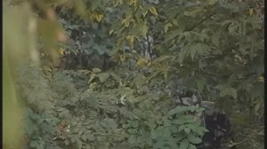 Галилео. Камуфляж