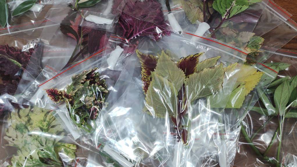 Отправка срезов колеусов традесканций и ипомей . Мой способ упаковки для отправки почтой и сдеком. смотреть онлайн