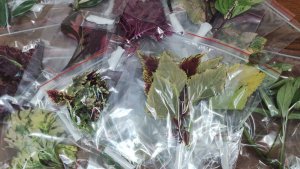 Отправка срезов колеусов традесканций и ипомей . Мой способ упаковки для отправки почтой и сдеком.