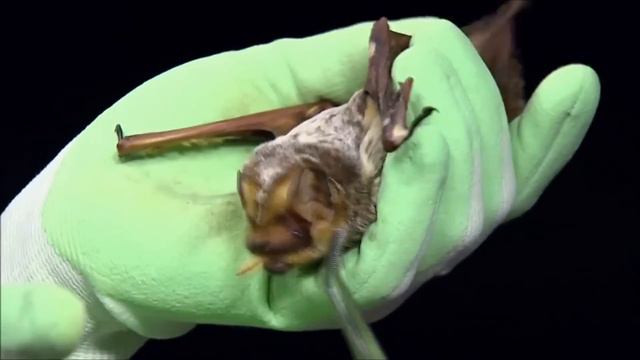 All About Bats For Kids: Animal Videos For Children - FreeSchool