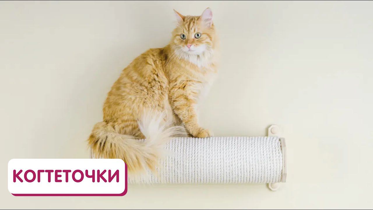 Когтеточки для кошек смотреть онлайн