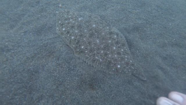 Морской язык )