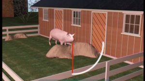 Галилео. Свиноспорт