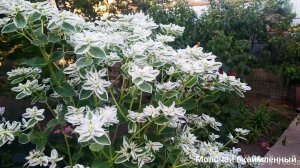 молочай окаймлённый "горный снег".