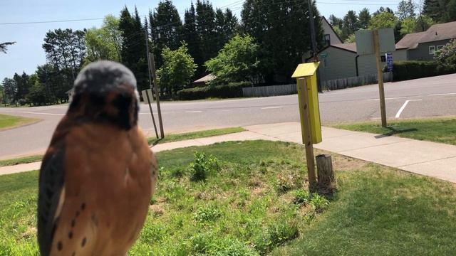 American Kestrel gets chased by a robin смотреть онлайн