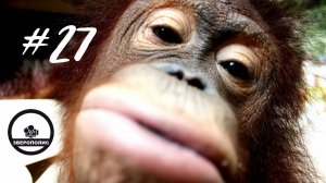 ПРИКОЛЫ С ОБЕЗЬЯНАМИ ДО СЛЕЗ / Смешные МАКАКИ / Приколы с МАРТЫШКАМИ / Funny ANIMALS video#27