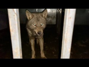 Уникальные Волки и Гибриды. В гостях у Animal Park Aurora. Дружелюбные Шакалы.