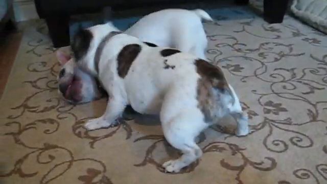 Pro Wrestling - French Bulldog Style (Dobby + Lego) смотреть онлайн
