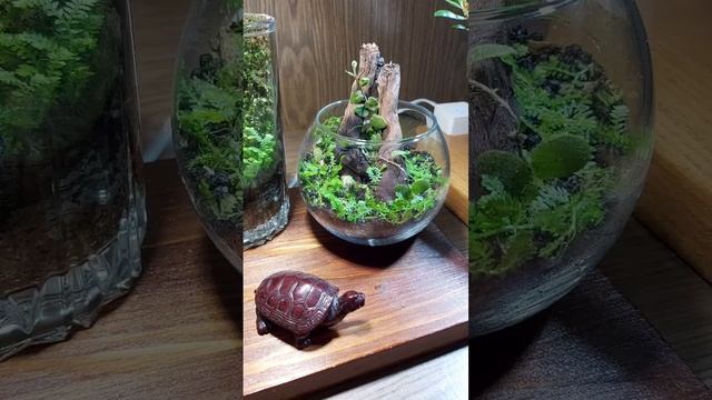 Перезапуск минифлорариумов смотреть онлайн