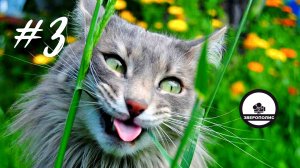 ПРИКОЛЫ С ЖИВОТНЫМИ ДО СЛЕЗ / Смешные КОТЫ / Приколы с ДОМАШНИМИ ПИТОМЦАМИ / Funny ANIMALS video #3