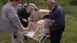 Галилео | Сафари-парк Серенгети