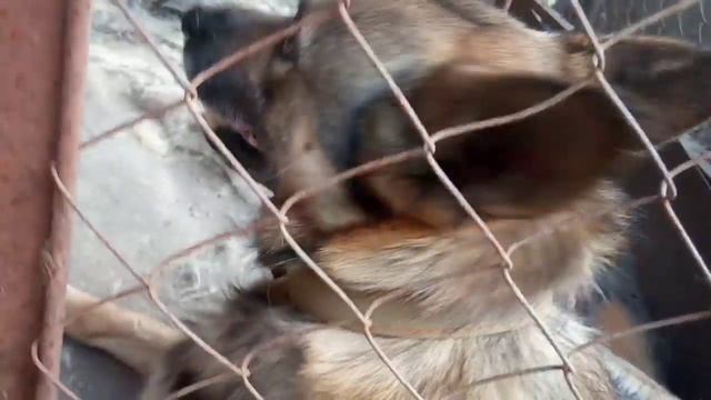 VLOG С 3 КУКЛАМИ РЕБОРН кормление, переодевание, прогулка👶 и.т.д смотреть онлайн