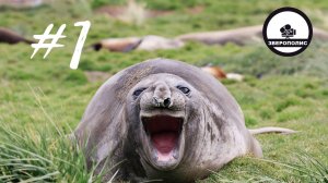 ПРИКОЛЫ С ЖИВОТНЫМИ ДО СЛЕЗ / Смешные КОТЫ / Приколы с ДОМАШНИМИ ПИТОМЦАМИ / Funny ANIMALS video #1