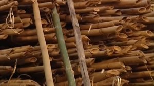 Галилео  Строительные леса из бамбука