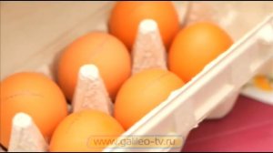 Галилео. Спорщики (часть 5)