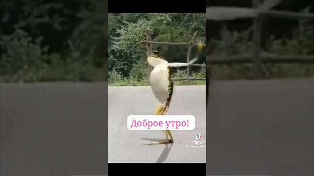 лягушка танцует смотреть онлайн