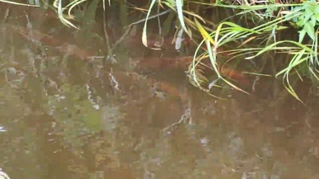 на острове Беринга