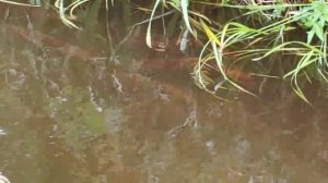 на острове Беринга