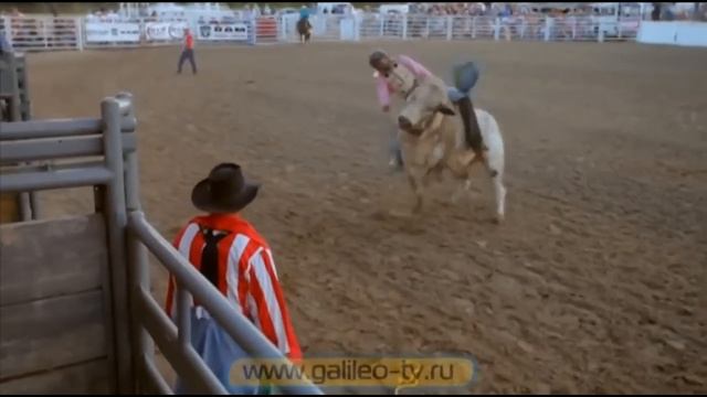 Галилео. Родео (часть 2)