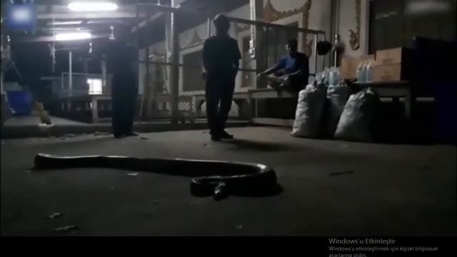 7 Metre Uzunluğundaki Yılan, Yaşlı Adamı Canlı Canlı Boğarak Öldürdü! смотреть онлайн