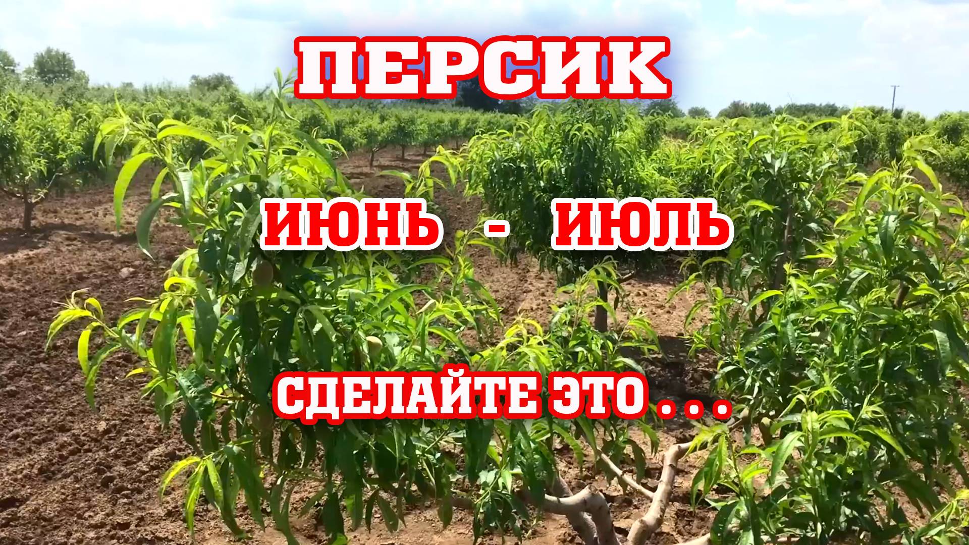 Персик / Обязательные работы в саду ! смотреть онлайн