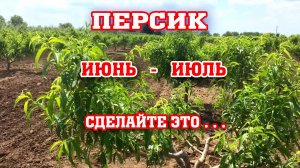 Персик / Обязательные работы в саду !