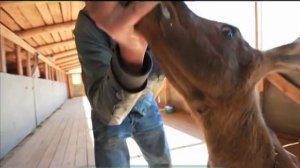 Галилео. Лоси