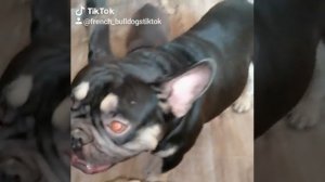 🐕ВЯЗКА🐩 💥ФРАНЦУЗСКИЙ👍БУЛЬДОГ🔥