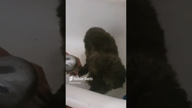 #Shorts # Пес  #Семка