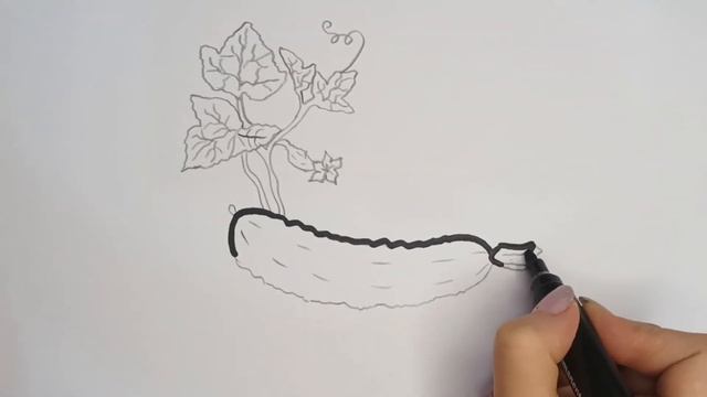 Рисование и раскраска огурчика. Drawing and coloring a cucumber смотреть онлайн