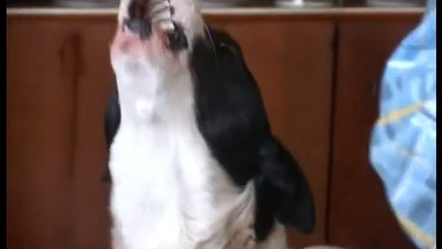 Пёс, баян и тыква смотреть онлайн