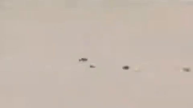 Жалка! .. Маленькие утята.. ветер.. смотреть онлайн