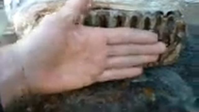 Зуб динозавра,вес двенадцать килограм смотреть онлайн