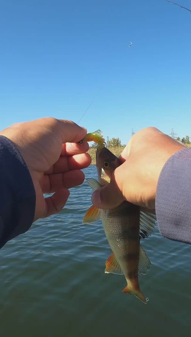 Окунь проглот 🤣🤣🤣 смотреть онлайн