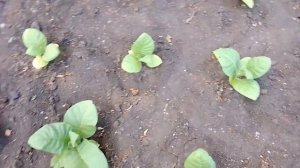 ТАБАК НАЧАЛ РОСТИ