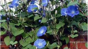 Вьюнок запрещен