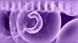 Галилео. Кролики