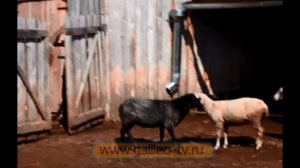 Галилео. Стадное чувство