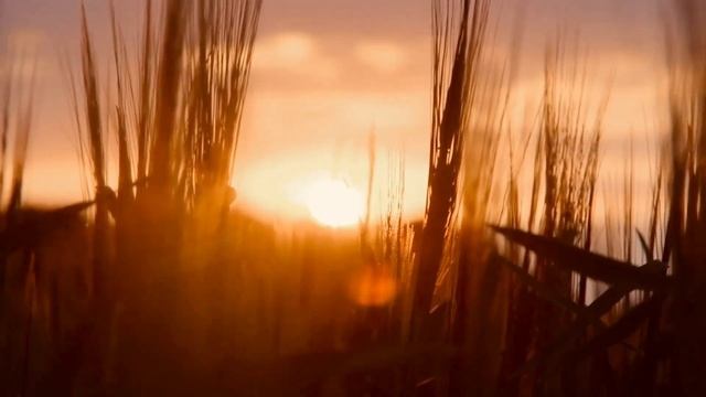 Сударыня — Матерь соколов (текст — Лиса Улисса)