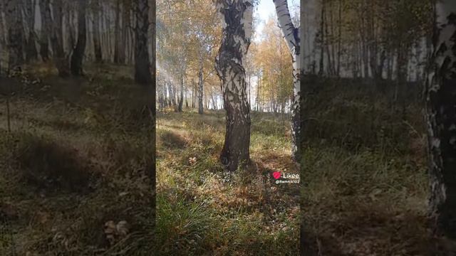 Осенний лес смотреть онлайн