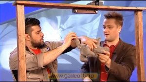 Галилео. Эксперимент. Как кошка приземляется на лапы?