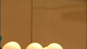 Галилео. Птицефабрика