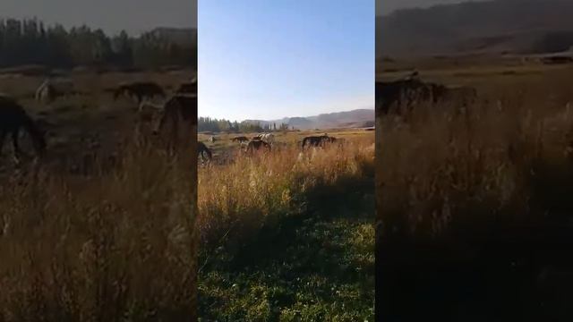 Вот это я понимаю нукура Таласский акцент!!😂😂 смотреть онлайн